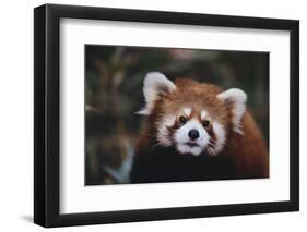 Red Panda-DLILLC-Framed Photographic Print