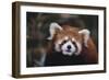 Red Panda-DLILLC-Framed Photographic Print