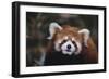 Red Panda-DLILLC-Framed Photographic Print