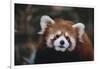 Red Panda-DLILLC-Framed Photographic Print