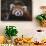 Red Panda-DLILLC-Framed Photographic Print displayed on a wall