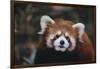 Red Panda-DLILLC-Framed Photographic Print