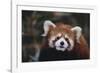 Red Panda-DLILLC-Framed Photographic Print