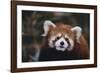 Red Panda-DLILLC-Framed Photographic Print