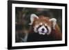 Red Panda-DLILLC-Framed Photographic Print