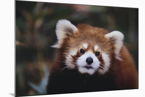 Red Panda-DLILLC-Mounted Photographic Print