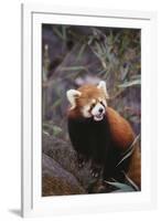 Red Panda-DLILLC-Framed Photographic Print