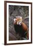 Red Panda-DLILLC-Framed Photographic Print