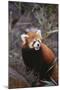 Red Panda-DLILLC-Mounted Photographic Print