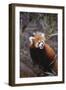 Red Panda-DLILLC-Framed Photographic Print