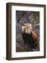 Red Panda-DLILLC-Framed Photographic Print