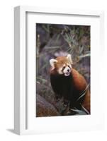 Red Panda-DLILLC-Framed Photographic Print