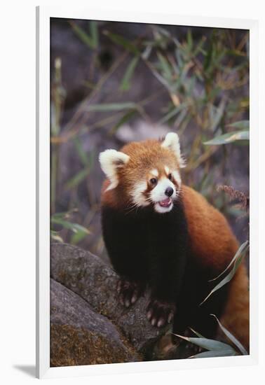 Red Panda-DLILLC-Framed Photographic Print