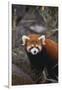 Red Panda-DLILLC-Framed Photographic Print