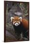 Red Panda-DLILLC-Framed Photographic Print