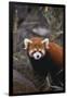 Red Panda-DLILLC-Framed Photographic Print