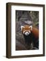 Red Panda-DLILLC-Framed Photographic Print