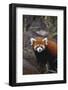 Red Panda-DLILLC-Framed Photographic Print