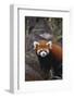 Red Panda-DLILLC-Framed Photographic Print