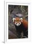 Red Panda-DLILLC-Framed Photographic Print