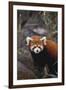 Red Panda-DLILLC-Framed Photographic Print