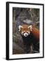 Red Panda-DLILLC-Framed Photographic Print