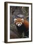 Red Panda-DLILLC-Framed Photographic Print