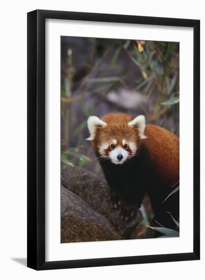 Red Panda-DLILLC-Framed Photographic Print