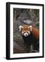 Red Panda-DLILLC-Framed Photographic Print