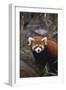 Red Panda-DLILLC-Framed Photographic Print