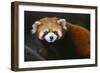 Red Panda-DLILLC-Framed Photographic Print