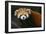 Red Panda-DLILLC-Framed Photographic Print