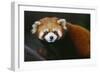 Red Panda-DLILLC-Framed Photographic Print