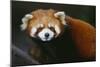 Red Panda-DLILLC-Mounted Photographic Print