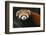 Red Panda-DLILLC-Framed Photographic Print