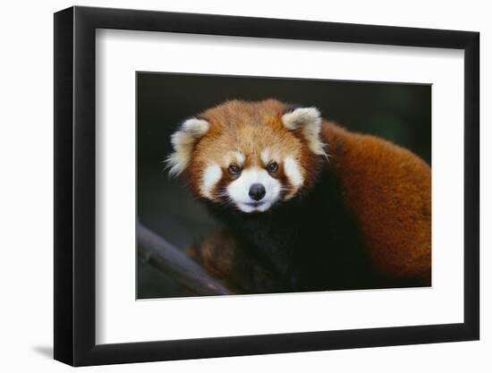 Red Panda-DLILLC-Framed Photographic Print