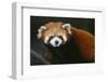 Red Panda-DLILLC-Framed Photographic Print