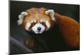 Red Panda-DLILLC-Mounted Photographic Print