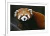 Red Panda-DLILLC-Framed Photographic Print