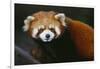 Red Panda-DLILLC-Framed Photographic Print