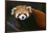 Red Panda-DLILLC-Framed Photographic Print