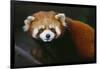 Red Panda-DLILLC-Framed Photographic Print