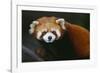 Red Panda-DLILLC-Framed Photographic Print