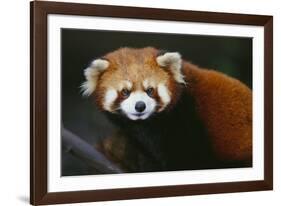 Red Panda-DLILLC-Framed Photographic Print