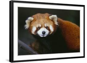 Red Panda-DLILLC-Framed Photographic Print