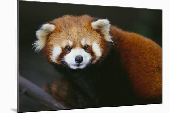 Red Panda-DLILLC-Mounted Photographic Print