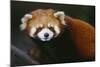 Red Panda-DLILLC-Mounted Photographic Print