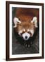 Red Panda-DLILLC-Framed Photographic Print