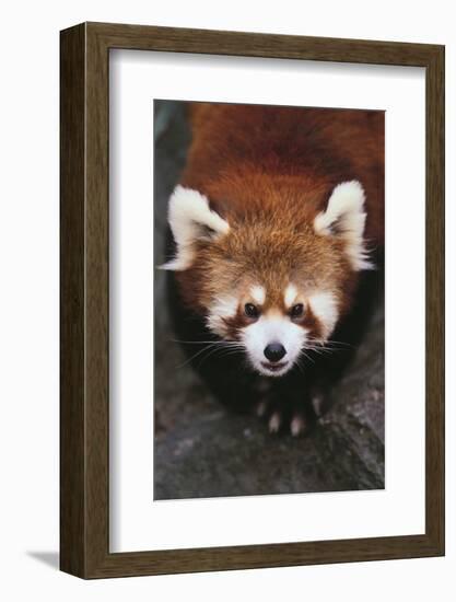 Red Panda-DLILLC-Framed Photographic Print