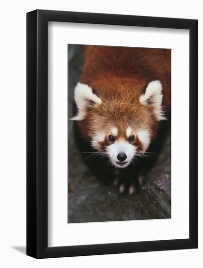 Red Panda-DLILLC-Framed Photographic Print